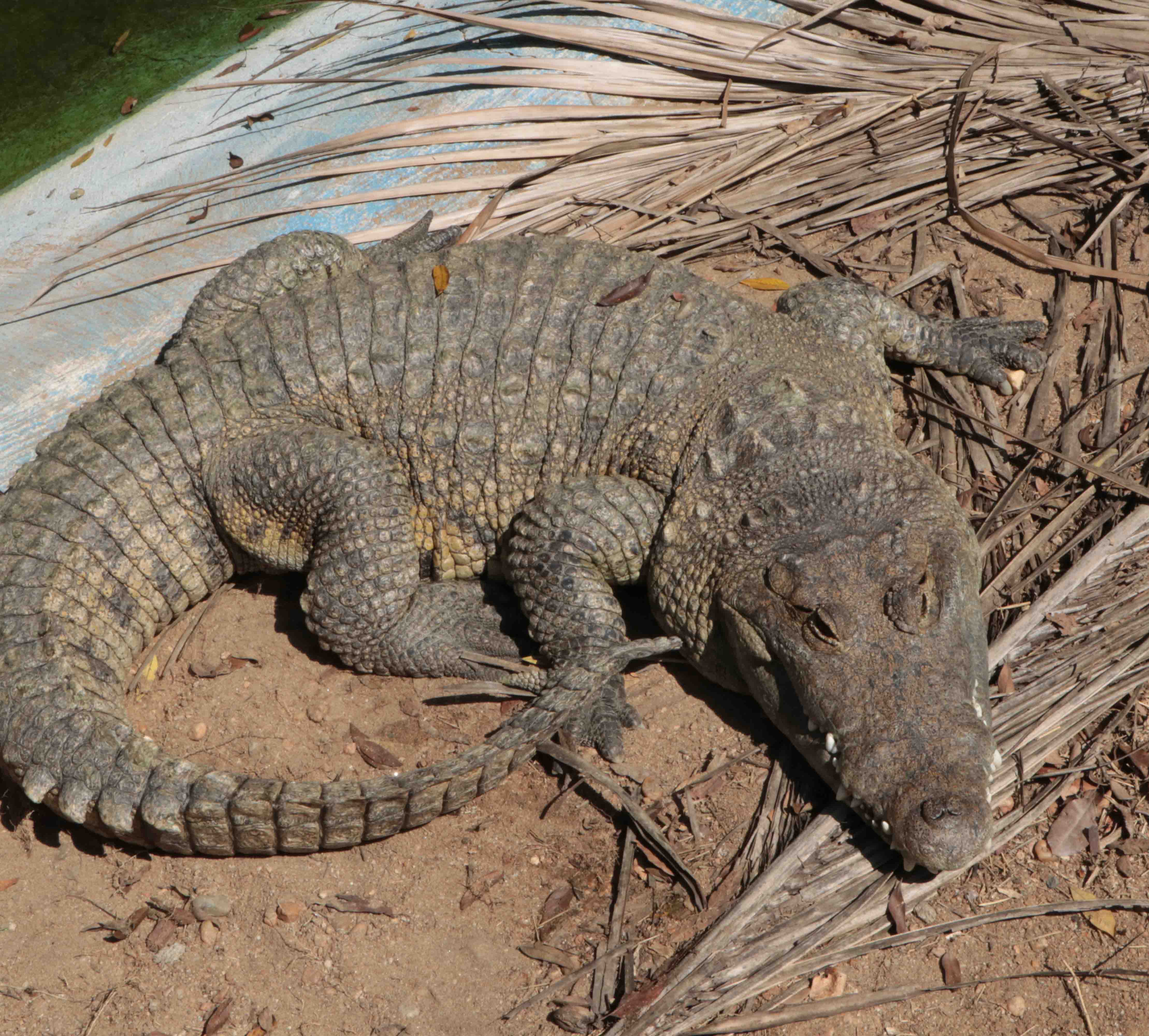 Morelets Crocodile